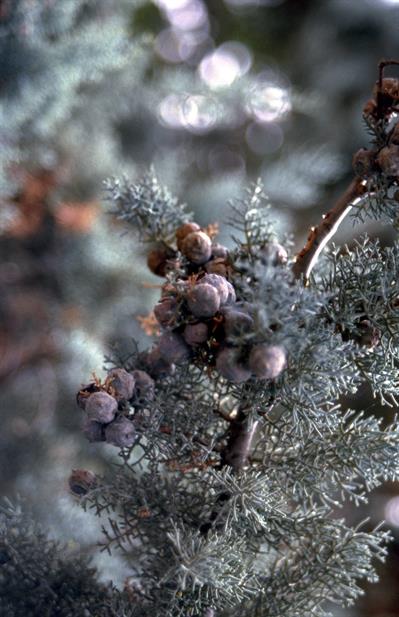 Phoenician juniper