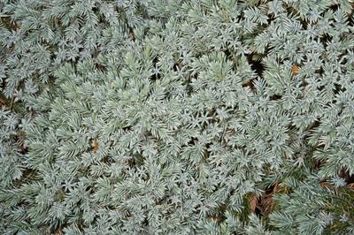 Juniperus squamata