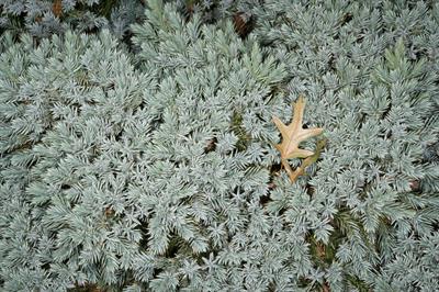 Juniperus squamata - ارس پولکی