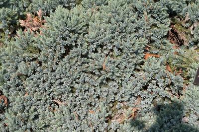 Blue Star Juniper
