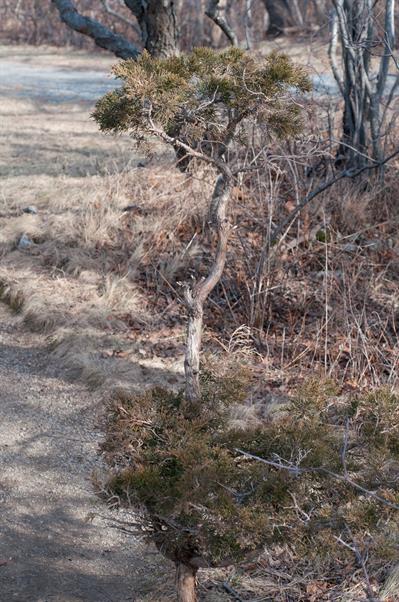 Juniperus virginiana