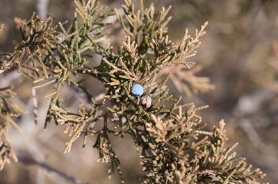 juniperus virginiana