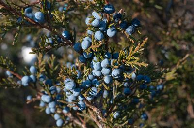 Juniperus virginiana