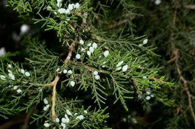 Juniperus virginiana