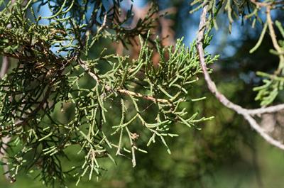 Juniperus virginiana