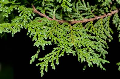 Juniperus virginiana