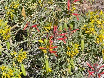 hummingbird bush