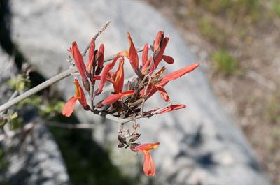 جاستیسیا، بومی بیابان های جنوب کالیفرینیا