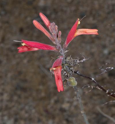 Justicia californica - چوپاروسا