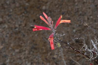 Justicia californica - چوپاروسا