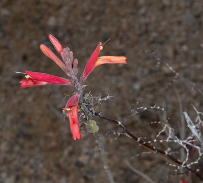 Justicia californica