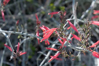 Justicia californica
