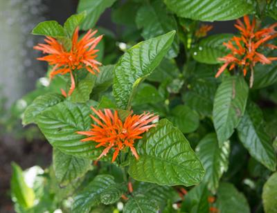 Orange Plume Flower