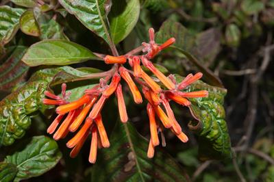 Orange Plume Flower
