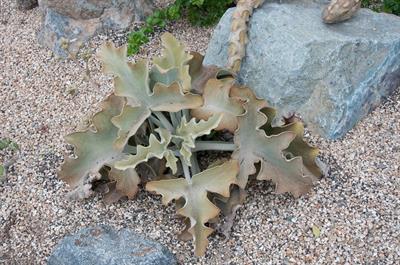 از خانواده Crassulaceae