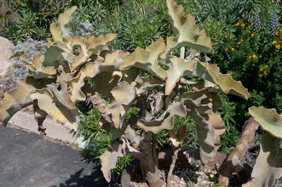 Kalanchoe beharensis - کالانکوئه مخملی (کالانکوئه گوش‌فیلی)