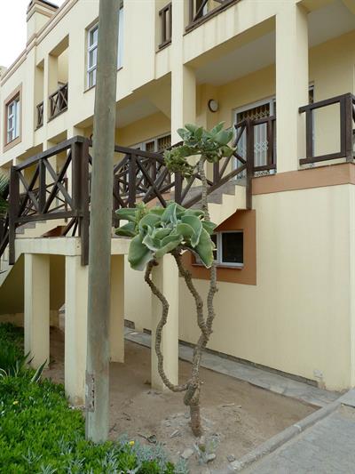 از خانواده Crassulaceae