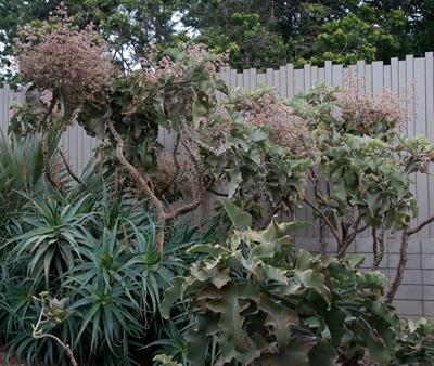 Elephant’s Ear Kalanchoe