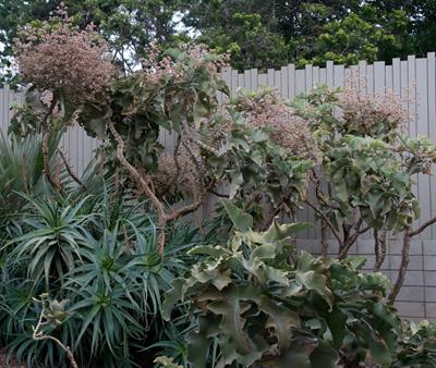 Elephant’s Ear Kalanchoe