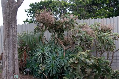 کالانکوئه مخملی (کالانکوئه گوش‌فیلی)