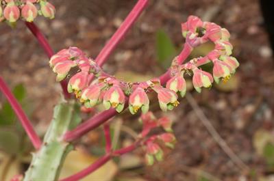 Kalanchoe