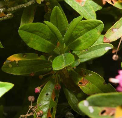 Kalmia angustifolia - کالمیای باریک‌برگ