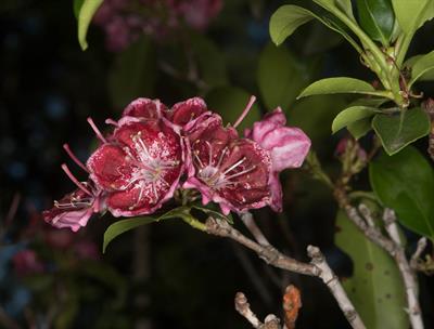 Kalmia angustifolia - کالمیای باریک‌برگ