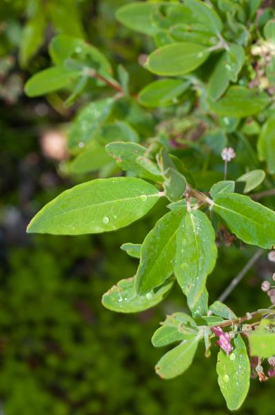 Kalmia angustifolia - کالمیای باریک‌برگ