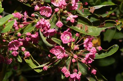Kalmia angustifolia - کالمیای باریک‌برگ