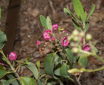 Kalmia angustifolia - کالمیای باریک‌برگ