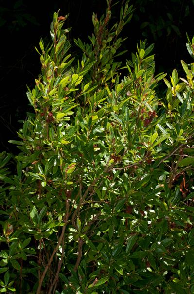 Kalmia cuneata
