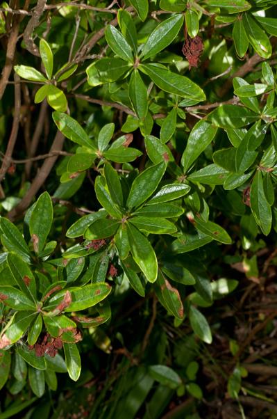 Kalmia cuneata