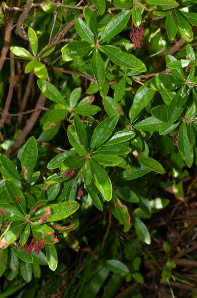 Kalmia cuneata