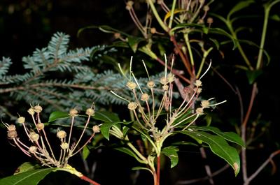 Kalmia latifolia