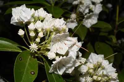 Kalmia latifolia - کالمیا لاتیفولیا