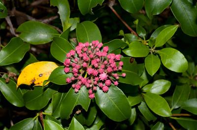 Kalmia latifolia