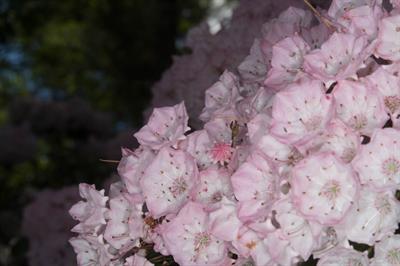 Kalmia latifolia