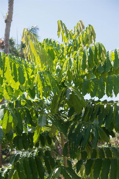 East African mahogany، گونه درختی بزرگ