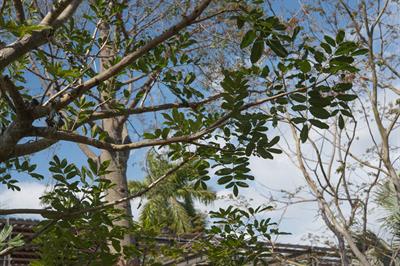 درخت سوسیس، Sausage tree