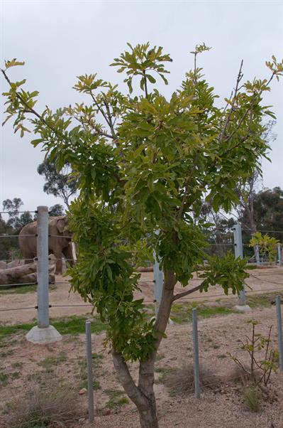 Kigelia africana - درخت سوسیس