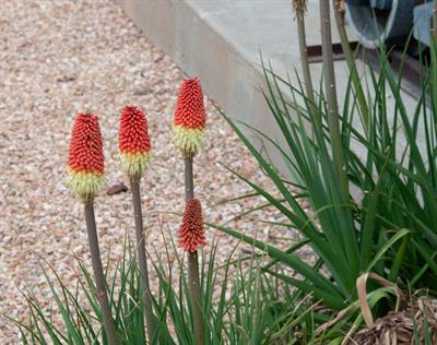 Kniphofia uvaria