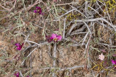 Purple Heather