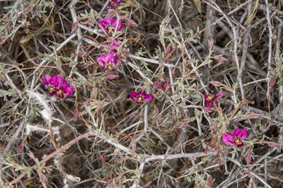 Krameria erecta