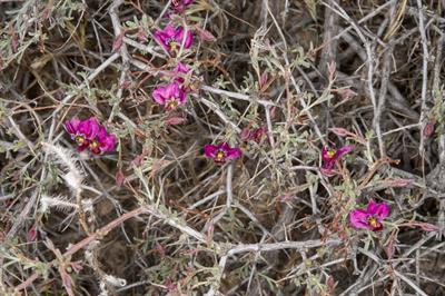 Purple Heather