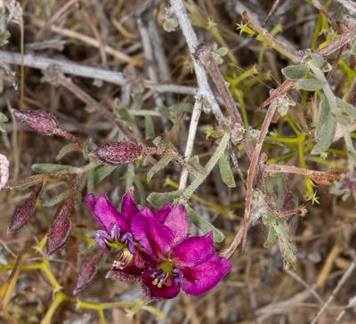 Krameria erecta - کراته بیابانی