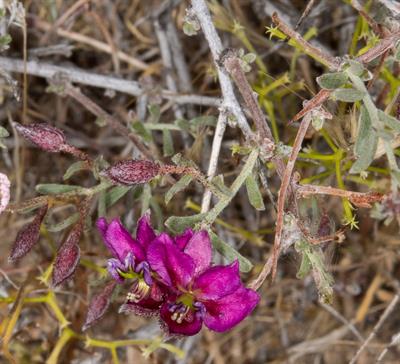 Krameria erecta