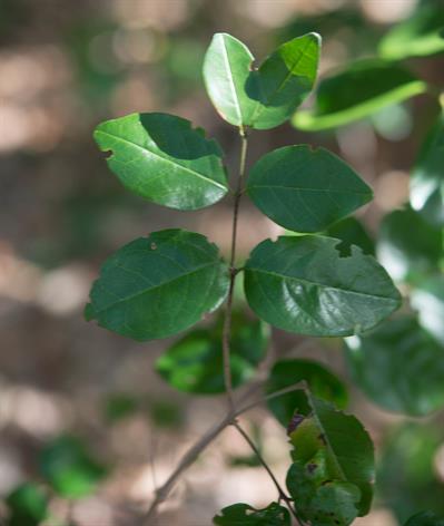 Krugiodendron ferreum (Vahl) Urb.