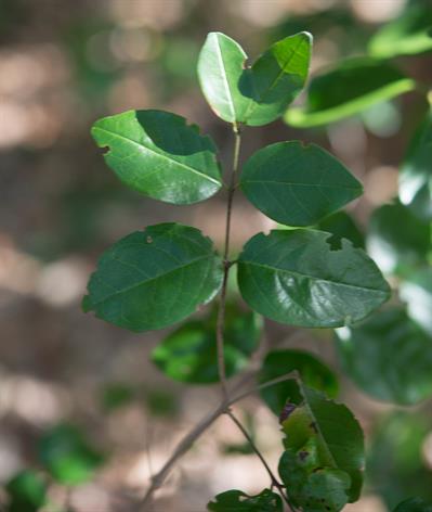 Black Ironwood
