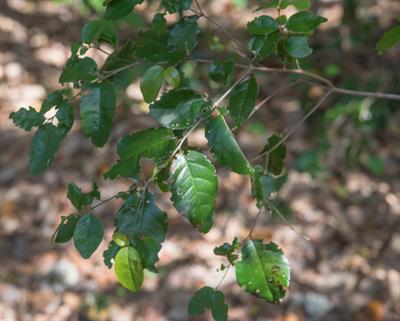Krugiodendron ferreu