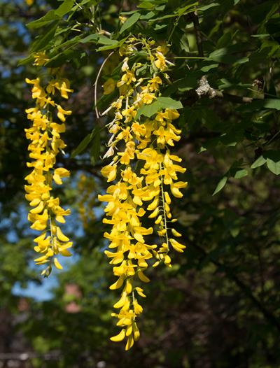 Laburnum anagyroides - درخت پروانه